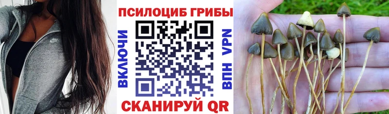 Псилоцибиновые грибы Psilocybine cubensis  Обнинск 